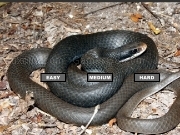 Jouer à Black Racer Jigsaw