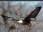 Jouer à Bald Eagle Jigsaw Puzzle