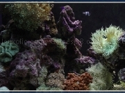 Jouer à Coral reef puzzle