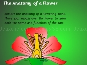 Jouer à The anatomy of a flower