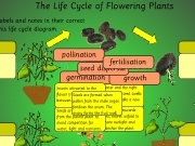 Jouer à The life cycle of flowering plants
