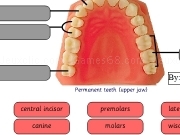 Jouer à Tooth types