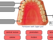 Jouer à Tooth types