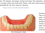 Jouer à Teeth types