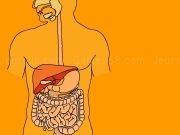 Jouer à Digestive system