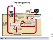 Jouer à Nitrogen cycle