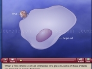 Jouer à Cytotoxic t cell activi