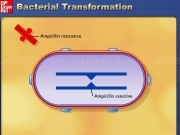 Jouer à Bacterial transformation