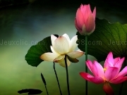 Jouer à Lotus Pond by dioeyeLotus Pond by dioeye