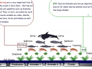 Jouer à Actfoodchain