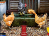 Jouer à Poultry farm easter escape